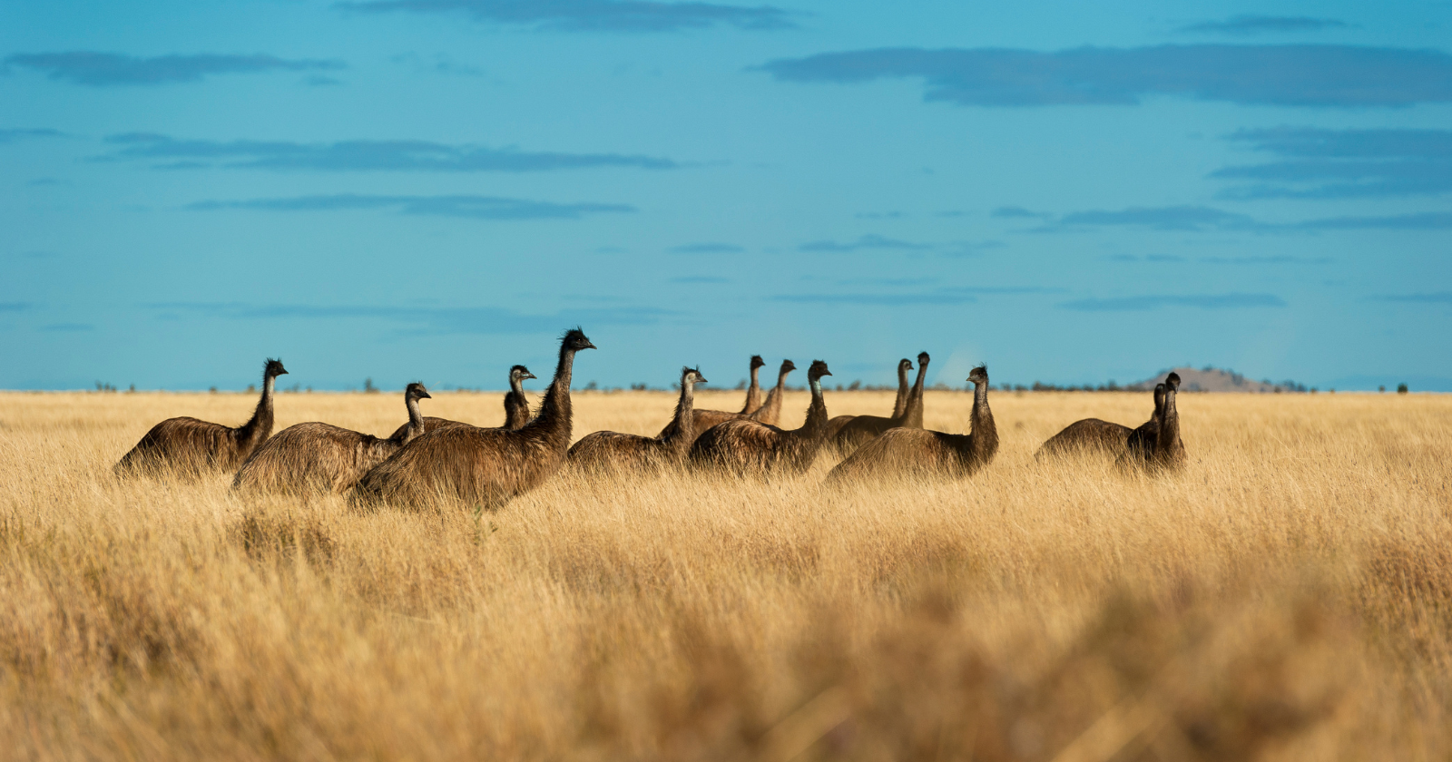 Australia's 1932 Military Campaign to Manage Emus in Western Australia Concludes in Defeat