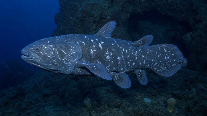 "Coelacanth, A Living Fossil Once Believed Extinct 66 Million Years Ago, Discovered Alive in the Deep Ocean"