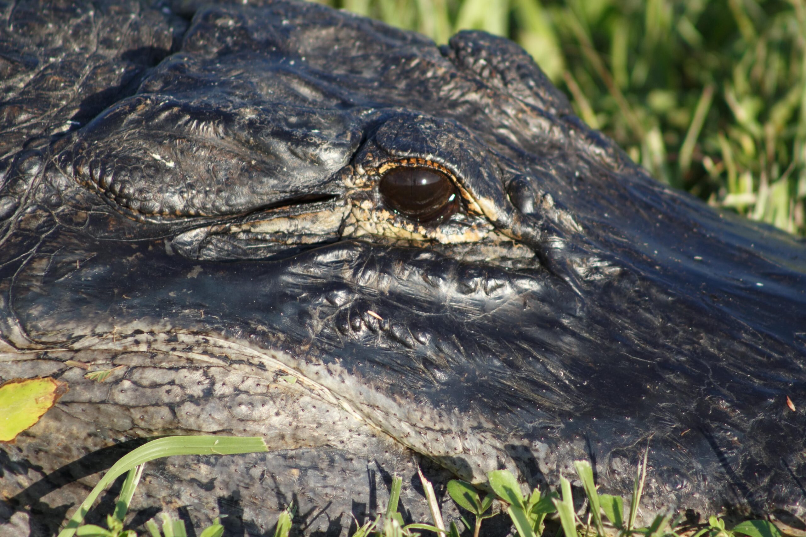 Crocodiles Heal from Limb Amputation in Bacteria-Rich Water, Prompting Researchers to Extract Antimicrobial Substances from Their Blood for Possible Antibiotic Creation