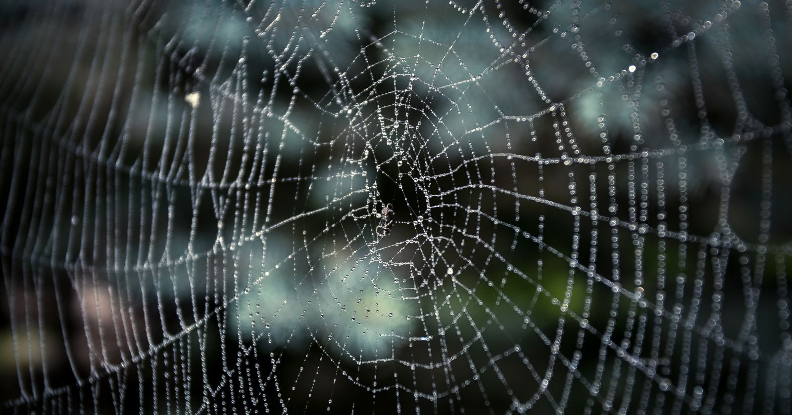 Distinct Web Environment: More than 100,000 Spiders Coexist, Challenging Predator-Prey Dynamics, within a Cave on the Greece-Albania Boundary
