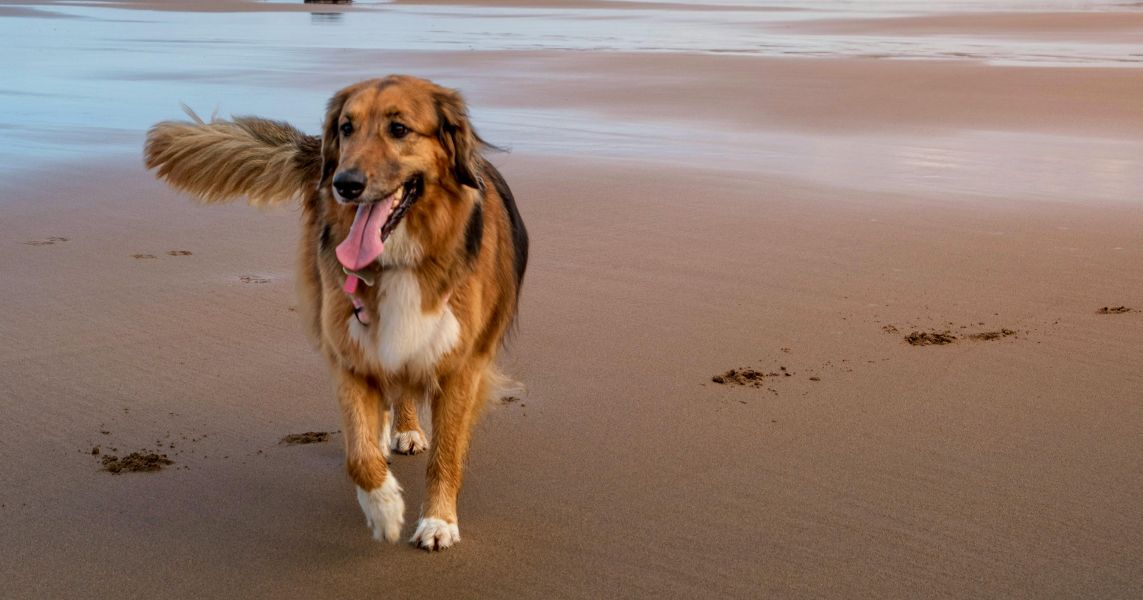 Dog Tail Wagging Signifies Enthusiasm: Right for Joy, Left for Discomfort, Researchers Discover