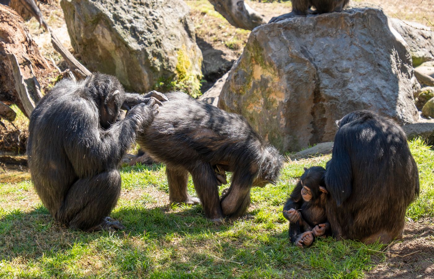 Duke Research Shows Humans as the Most Water-Efficient Primates Even With Ten Times More Sweat Glands Compared to Chimpanzees