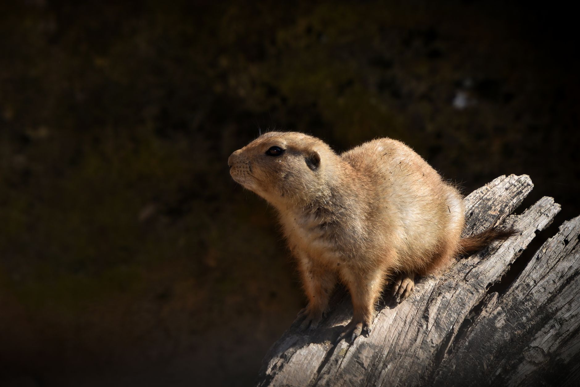 Experiments Indicate Prairie Dog Alarm Calls Convey the Intruder's Size, Shape, and Color of Clothing