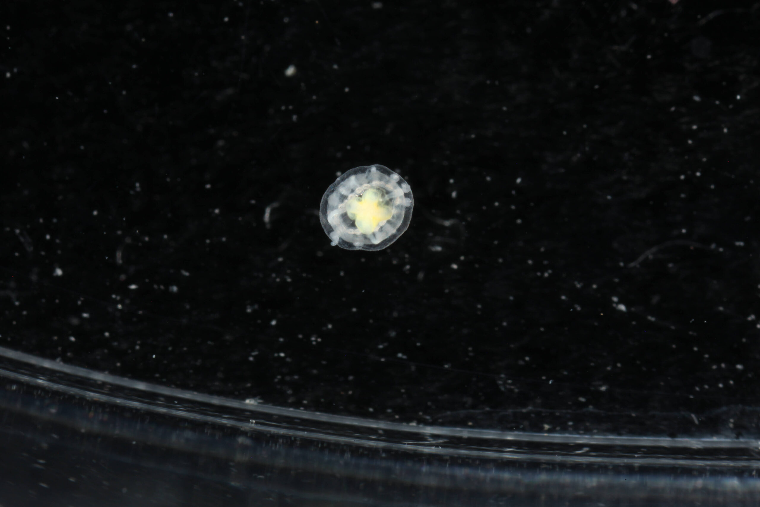 Global Oceanic Jellyfish Species Able to Reverse Life Cycle for Biological Immortality Discovered