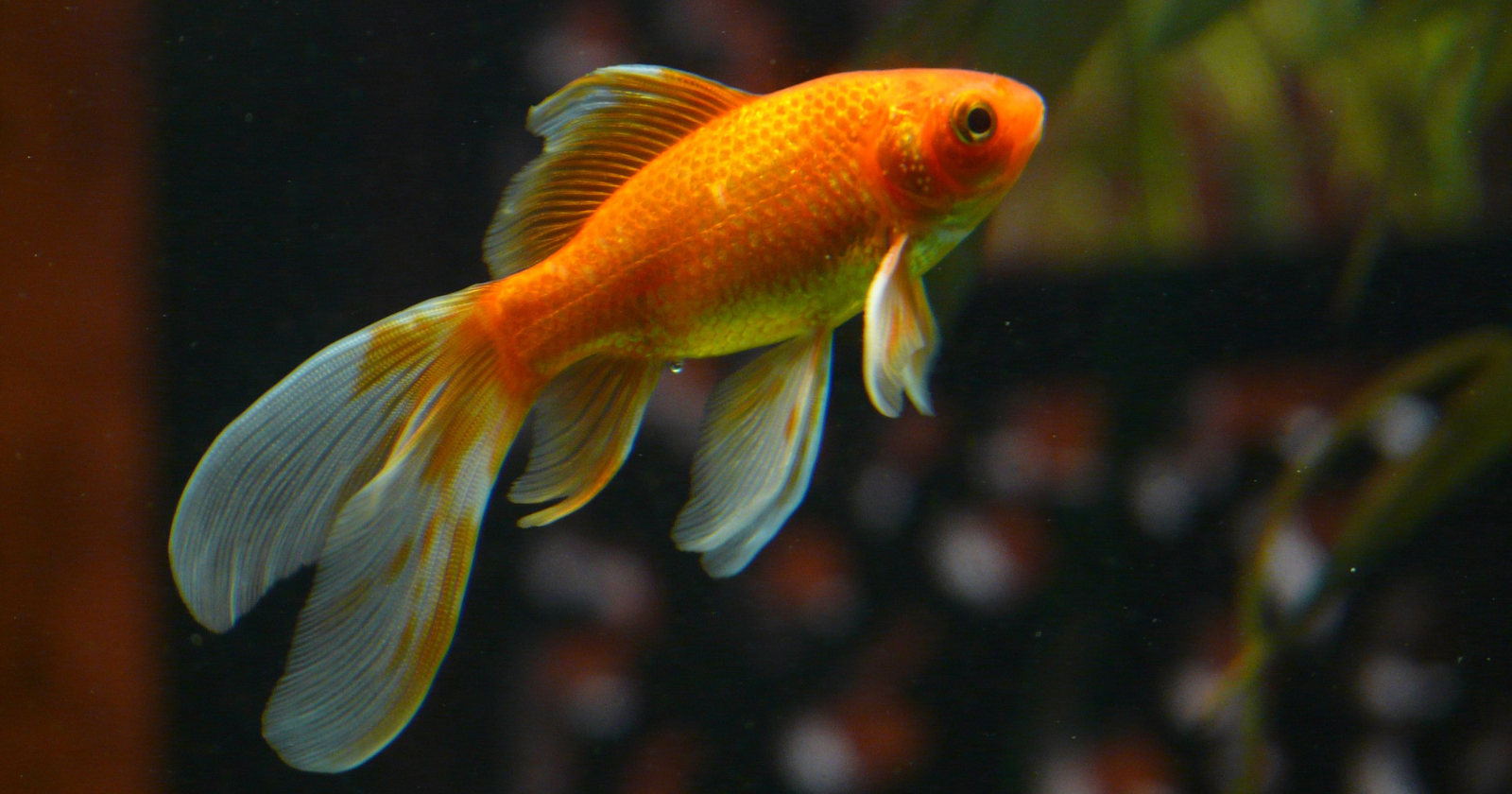 Goldfish Memory Misconception: Clarifying the Fallacy of Brief Attention Spans and Emphasizing Their Capacity to Retain Information for Months