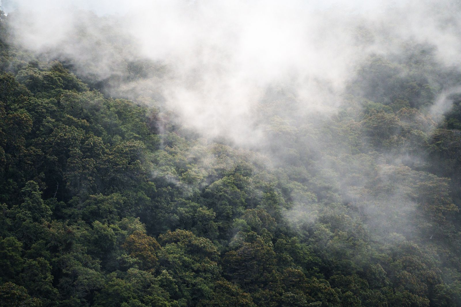 How a Tiny Central American Nation Effectively Increased Its Forest Coverage by Twofold Within One Generation