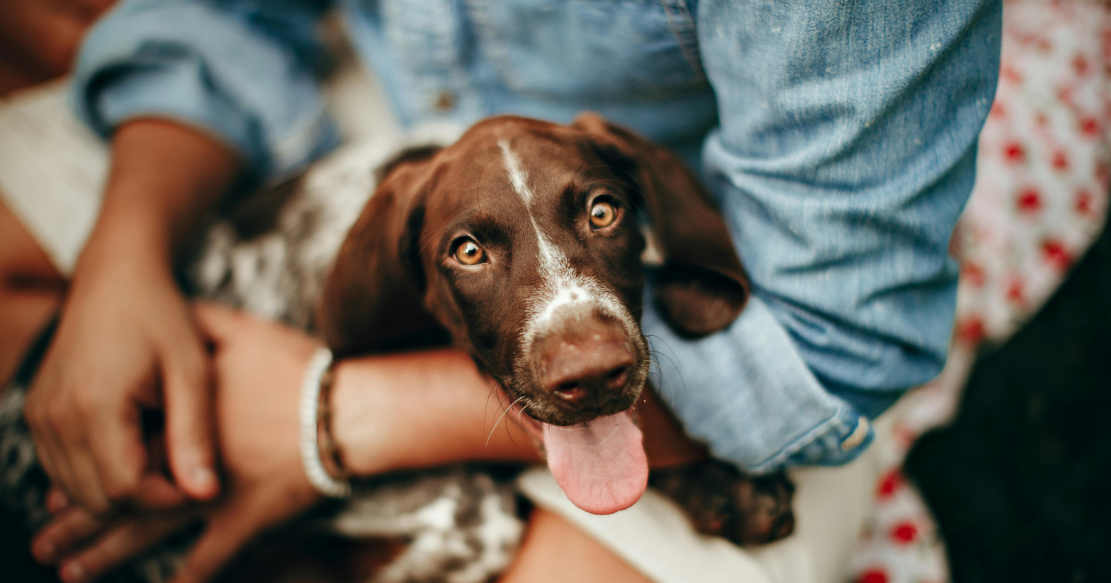 "How Dogs View the World Mainly Through Smell, Employing Hundreds of Millions of Receptors"
