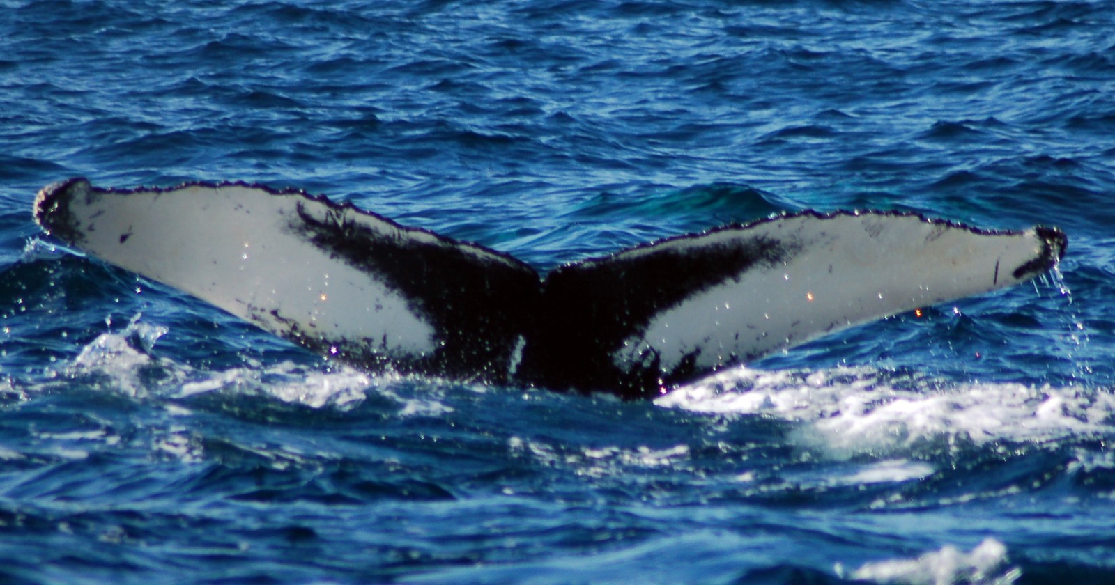 Humpback Whale Migrated 15,100 km from Brazil to Australia: Most Extensive Documented Journey Between Sightings