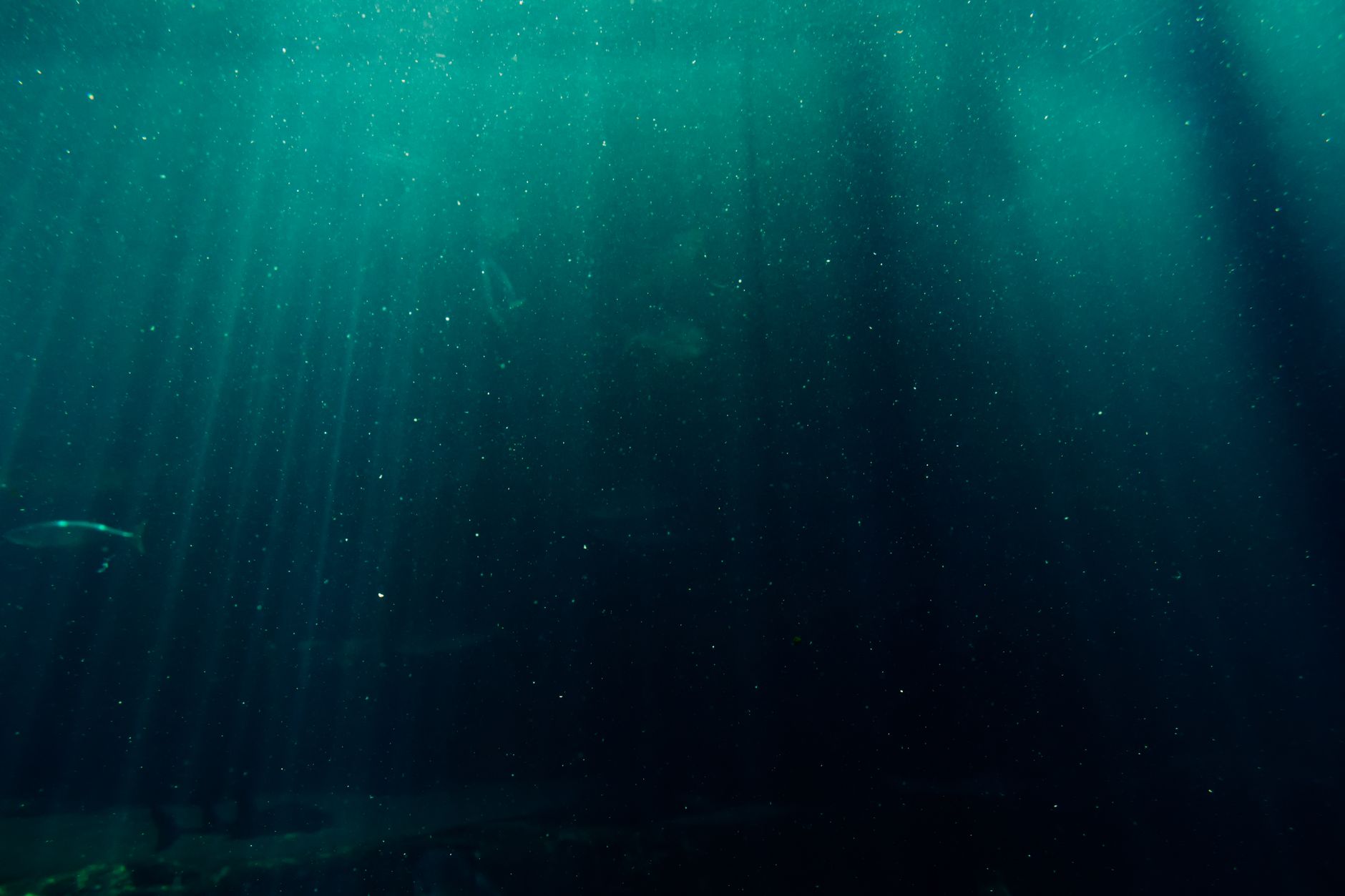 Investigation of the Deep Sea: Under 0.001% of Ocean Floor Studied Even Though It Encompasses Two-Thirds of the Planet