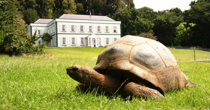 Jonathan the Giant Tortoise: The Most Aged Terrestrial Creature, Born Around 1832 and Continues to Flourish on St Helena