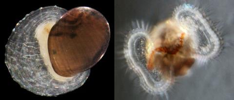 Limpet Shell Structure Reveals Underwater Migration Process