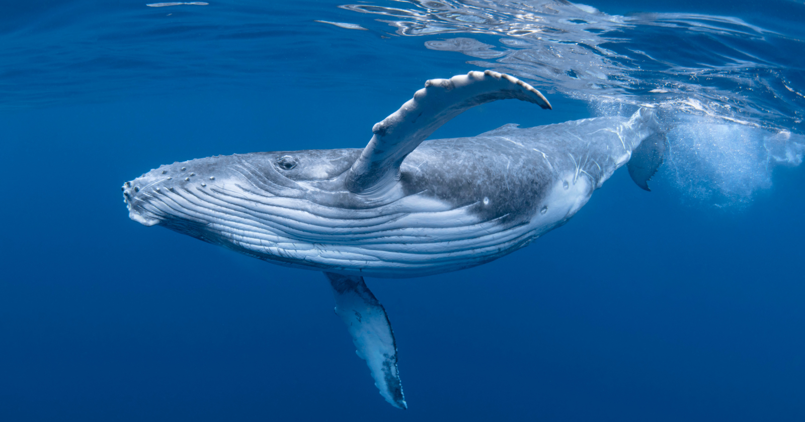 "Marine Biologists Monitor '52 Blue,' a North Pacific Whale Featuring a Distinct 52 Hertz Vocalization"