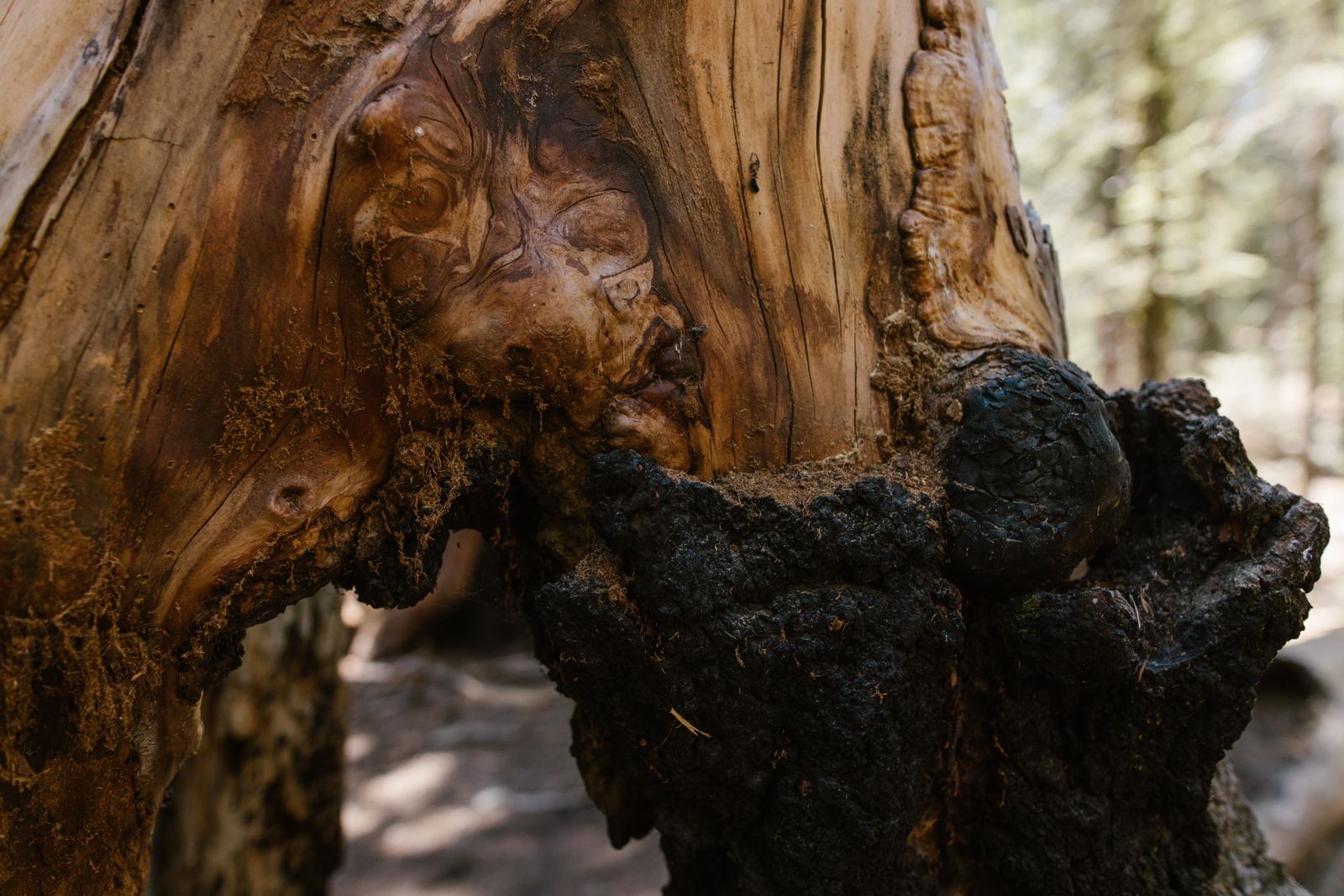 Methuselah: The Old Bristlecone Pine with a 4,800-Year Growth Record in California's White Mountains