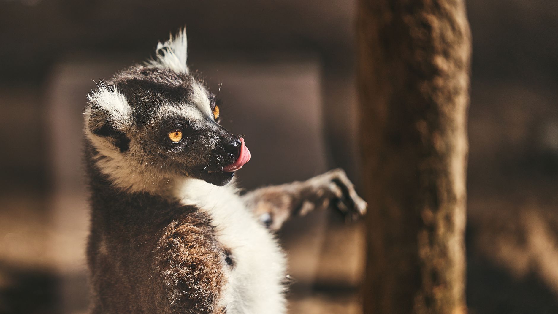 New Research Indicates Primates Emerged in the Chilly, Arid Regions of North America, Adjusting to Arctic Environments