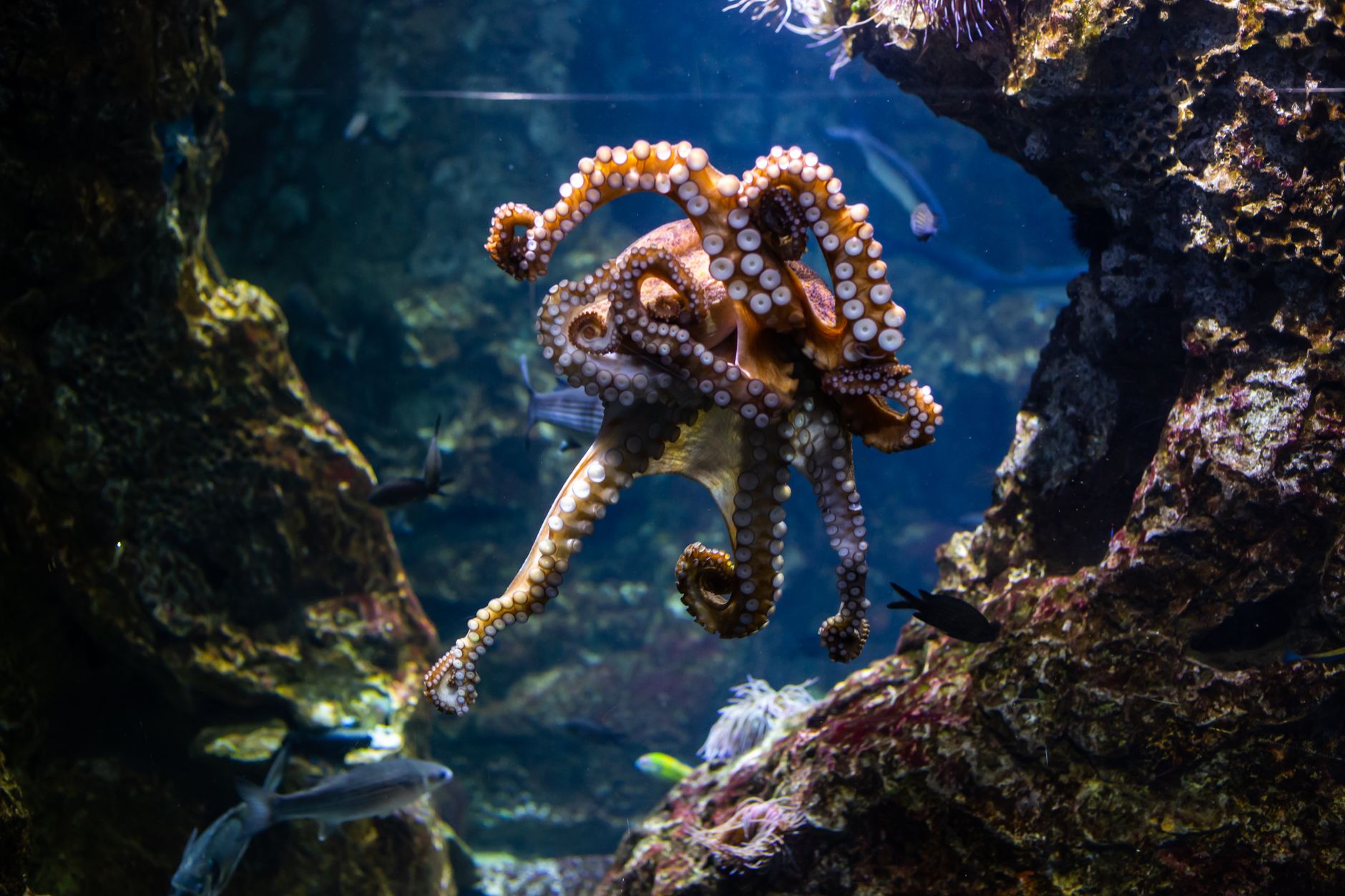 Octopuses at Dartmouth Lab Utilize Mirrors to Find Concealed Food, Closing Evolutionary Gap with Vertebrates