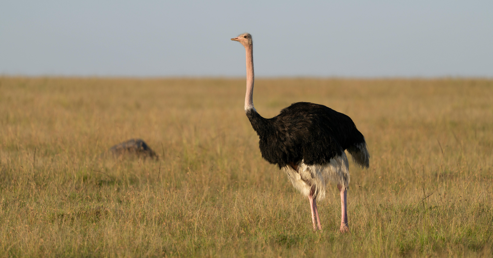Ostrich Behavior Uncovered: Dropping Their Heads for Egg Protection and Predator Evasion, Debunking the Suffocation Fallacy