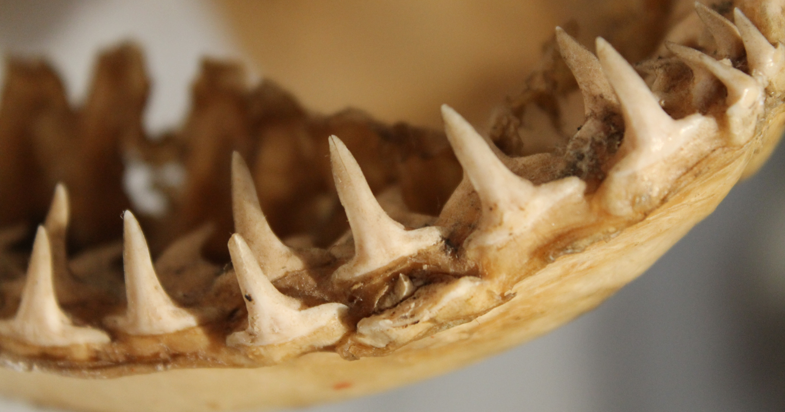 Paleontologist Uncovers Ancient Bee Nest Centuries Within Fossilized Rodent's Tooth Cavities Following CT Scan Evaluation
