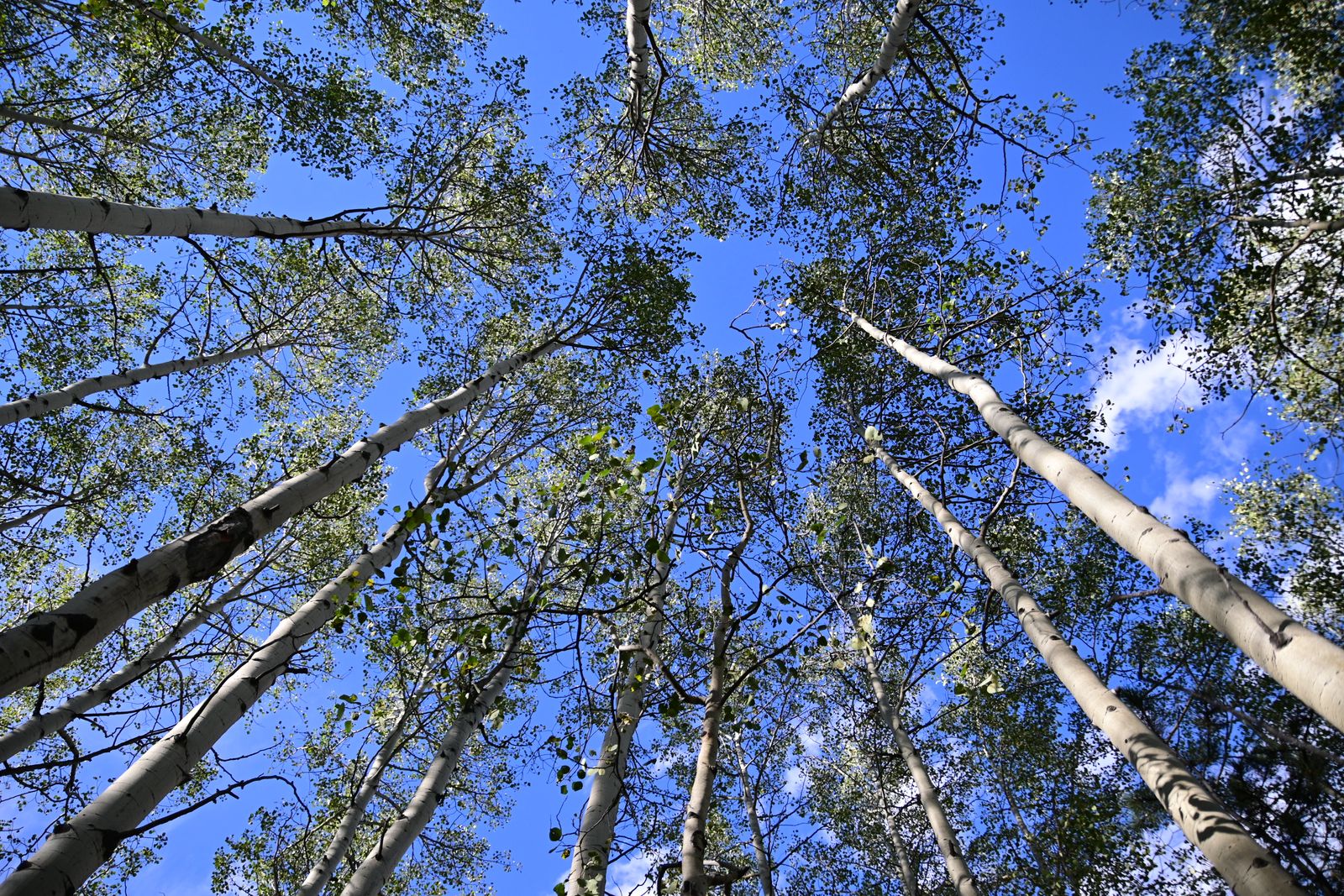 "Pando: An Enormous Quaking Aspen Entity in Utah Consisting of 47,000 Genetically Uniform Stems, Covering 106 Acres, Weighing 6,000 Tons, and Reproducing Asexually for 14,000 Years"
