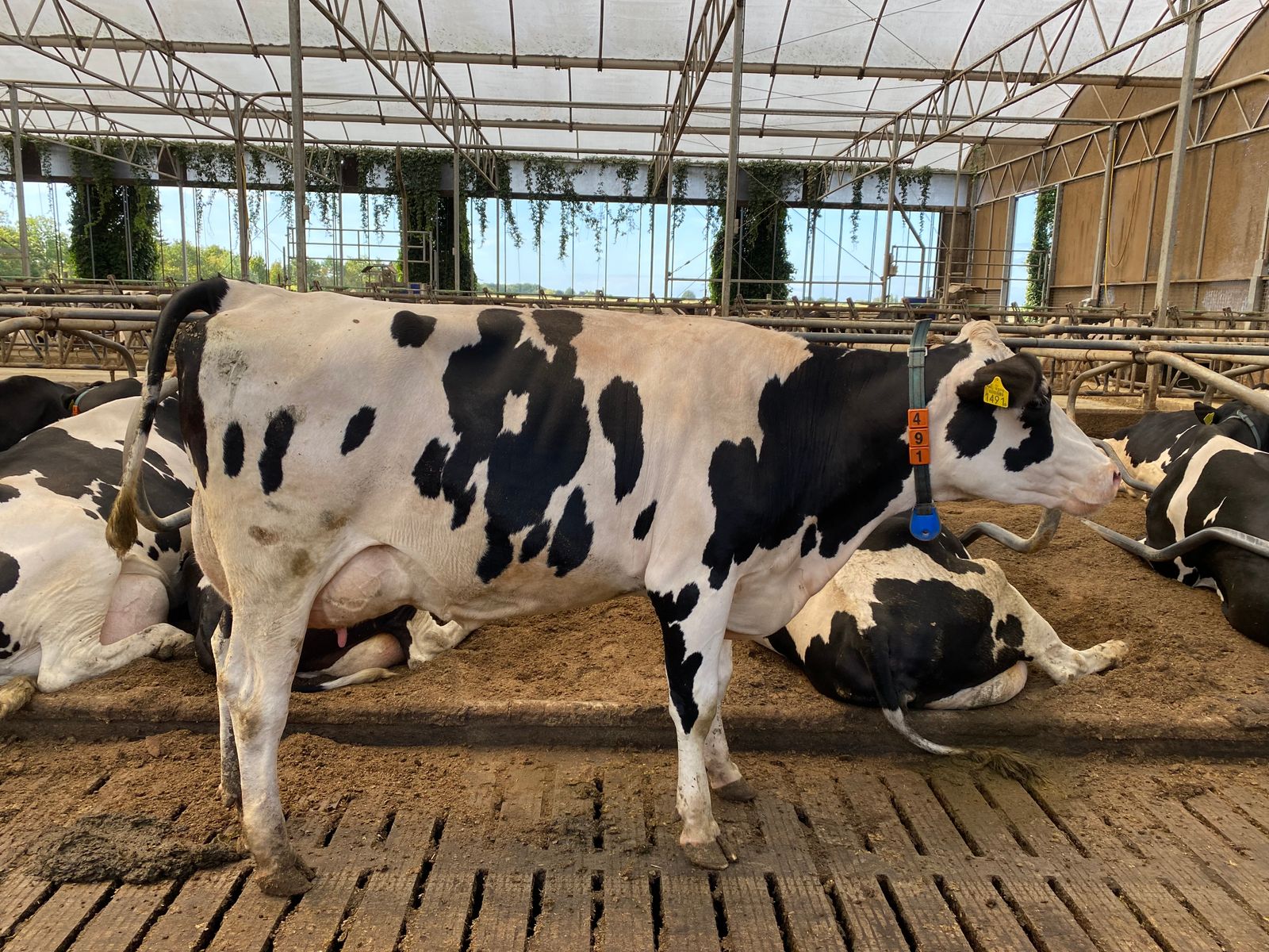Plant Scientists Unveil Cost-Effective Substitute to Fermentation Tanks in Crop Foliage, Challenging Dairy Sector's Longstanding Emphasis