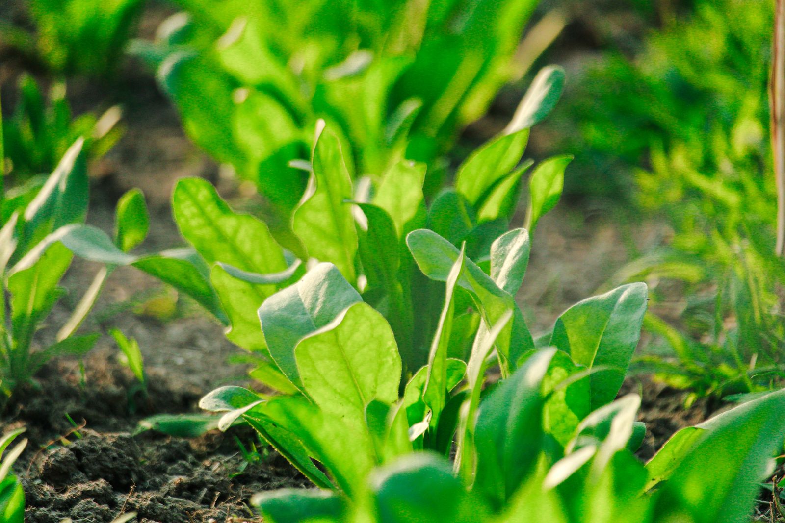 "Raw Spinach Serving Has 750 mg Oxalic Acid, Capable of Crystallizing in Kidneys and Binding Calcium in the Bloodstream"