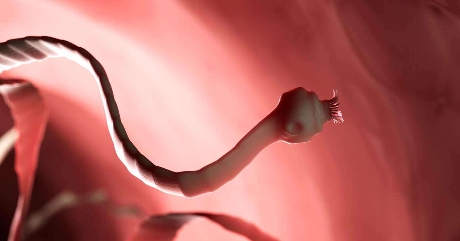 Research Connects Ubiquitous Parasite to Risky Behavior and Aggression, Yet Causality Stays Ambiguous