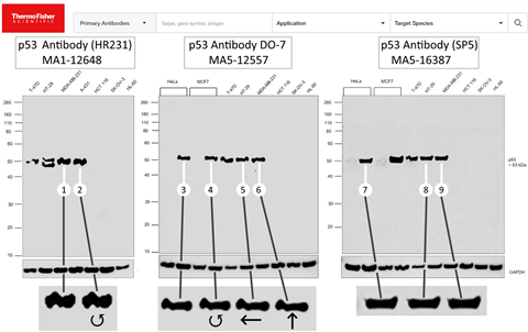Researchers Characterize Thermo Fisher's Alteration of Antibody Data as a Violation of Trust