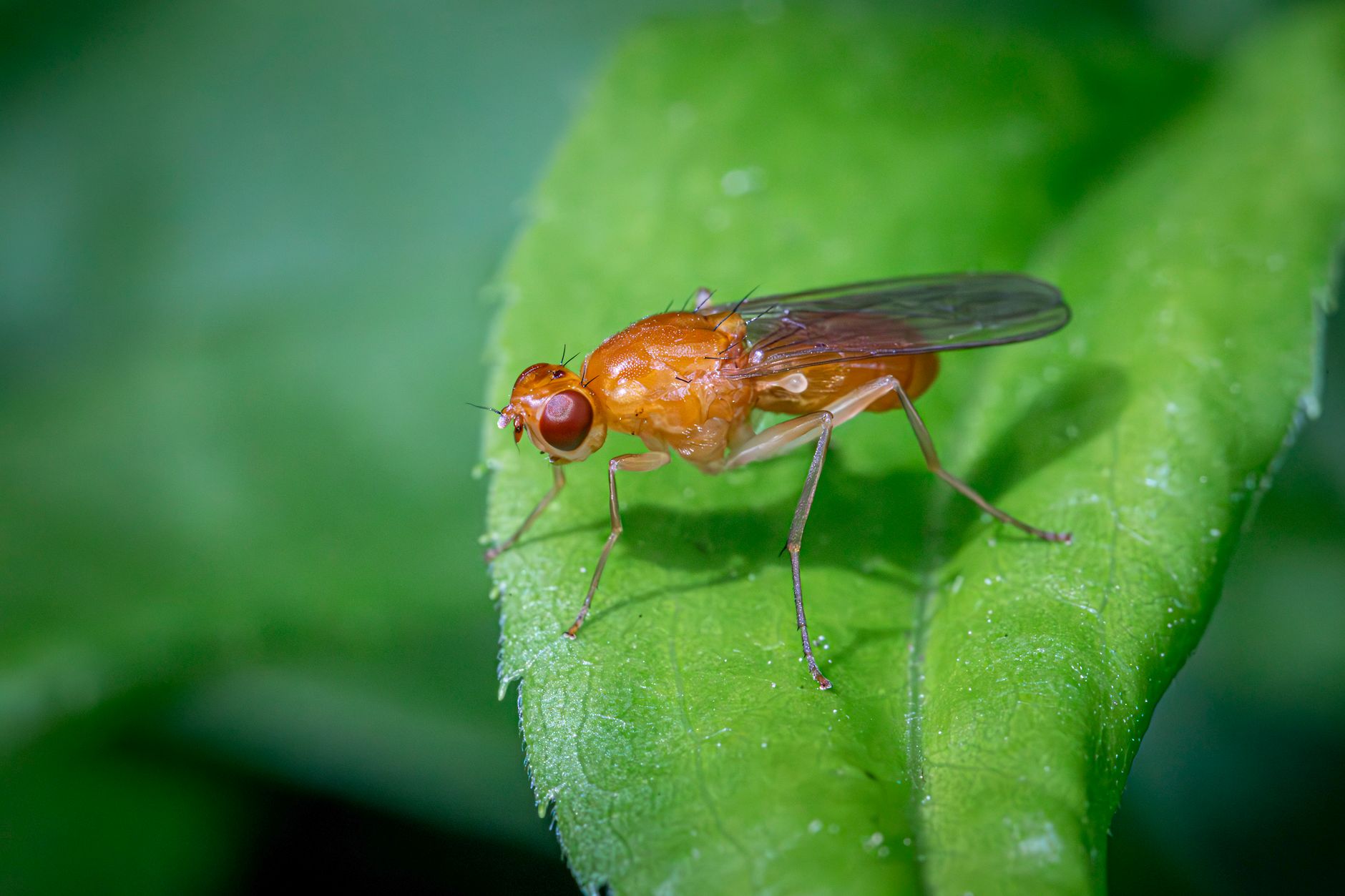 Researchers Discover Unmatched Neural Linkages in Adult Fruit Fly's Central Nervous System with Initial Comprehensive Wiring Schematic