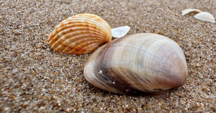 Researchers Found 507-Year-Old Clam, the Most Ancient Individual Animal, on Iceland Sea Bottom Following Ring Assessment