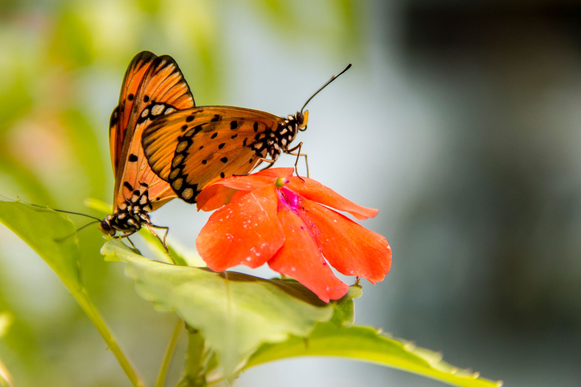 Researchers Uncover Enduring Heliconius Butterfly with Limited Aging, Providing Insights into Exceptional Lifespan in Creatures