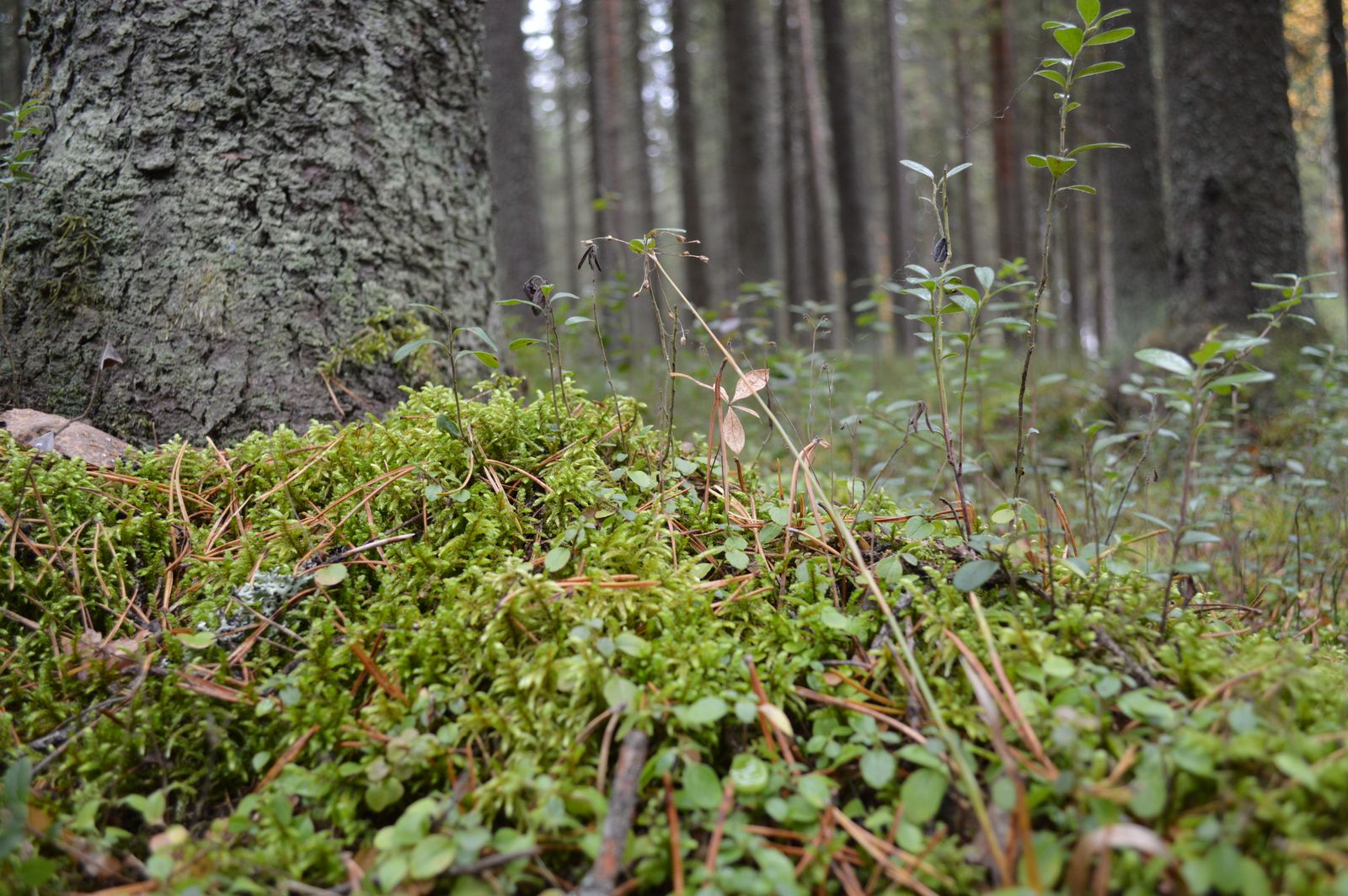Researchers Warmed Forest Floor for 37 Years, Uncovering Climate Change-Driven Carbon Emission from Soil
