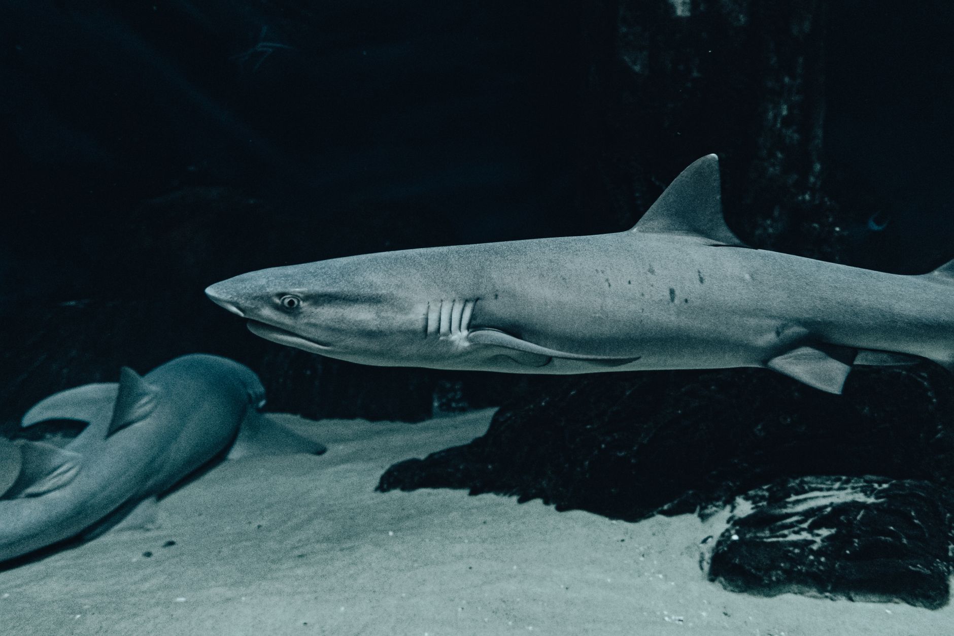 "Sharks: Time-Honored Survivors Existing Before Trees, Dinosaurs, and Each of the Five Mass Extinctions"