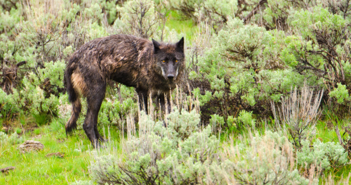 "Since 1995, Ecologists Discuss the Effects of Wolves Reintroduced to Yellowstone's Rivers"