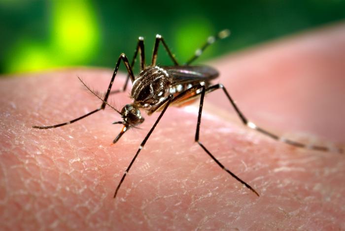 Study Shows That Female Aedes Mosquitoes Utilize Memory to Steer Clear of Human Odors Linked to Unpleasant Encounters