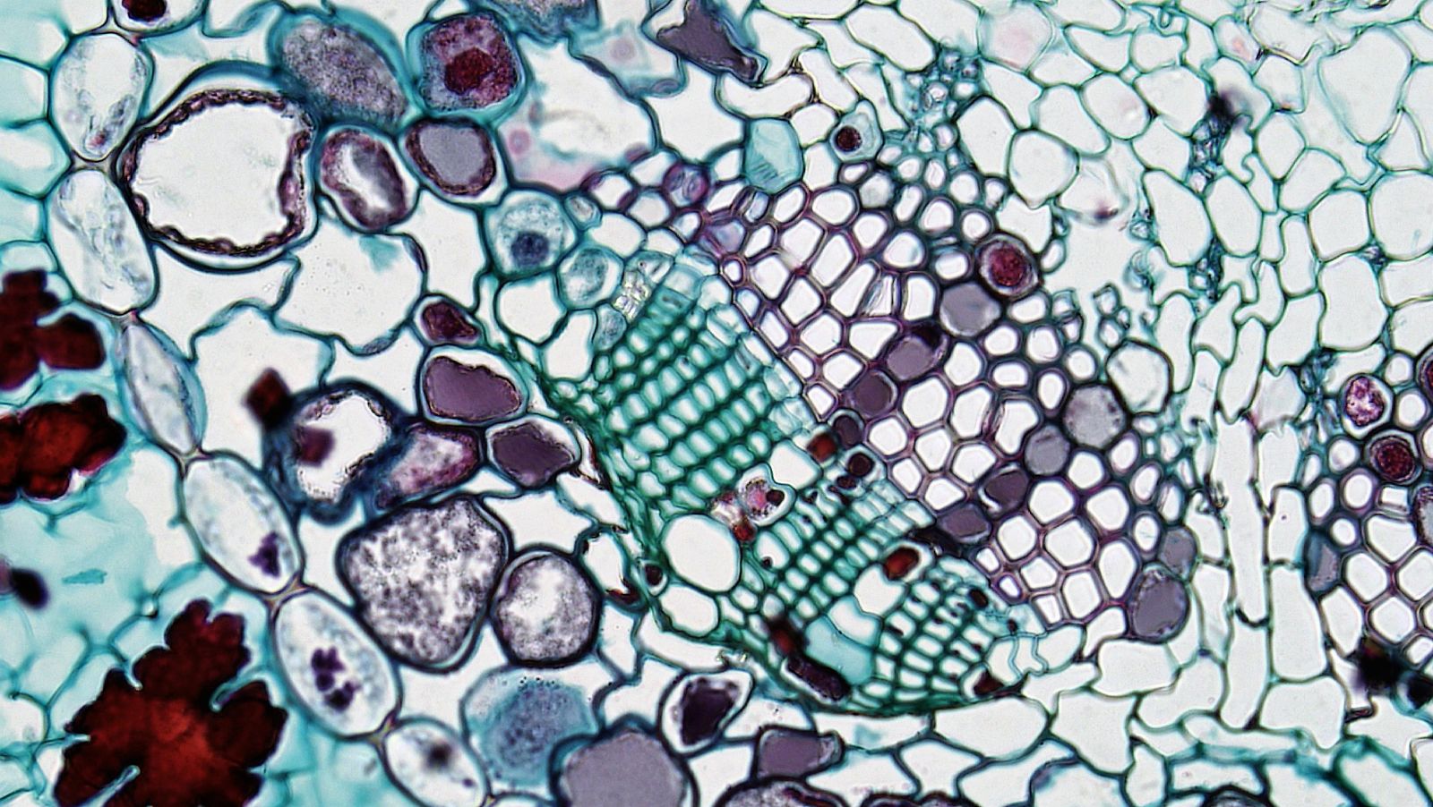 "Swift Stem Cell Proliferation in Intestinal Crypts Enables Gut Lining Renewal Every 4-5 Days"