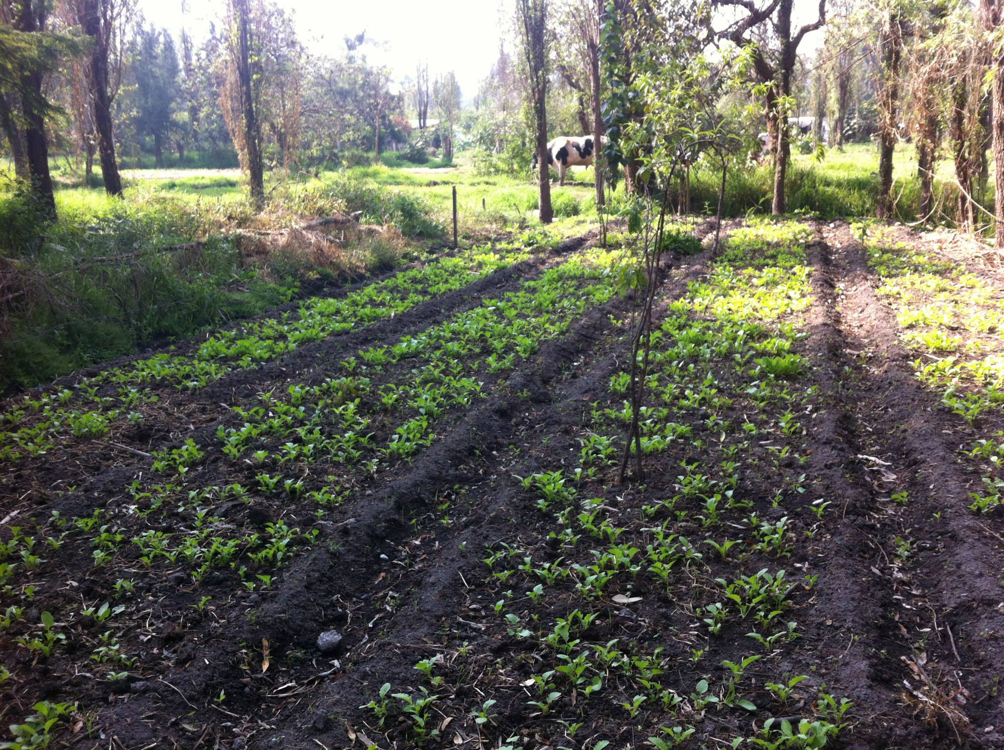 The Aztecs' Pioneering Farming Technique Supported a Significant Urban Community Through Lake-Constructed Man-Made Islands Without Chemical Fertilizers
