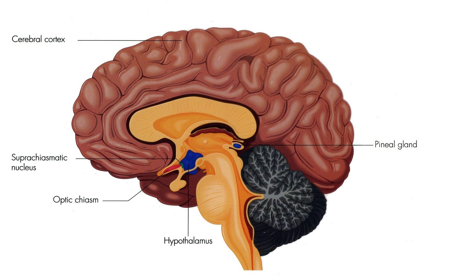 The Function of Exosomes and the Hypothalamus in Controlling the Body Clock