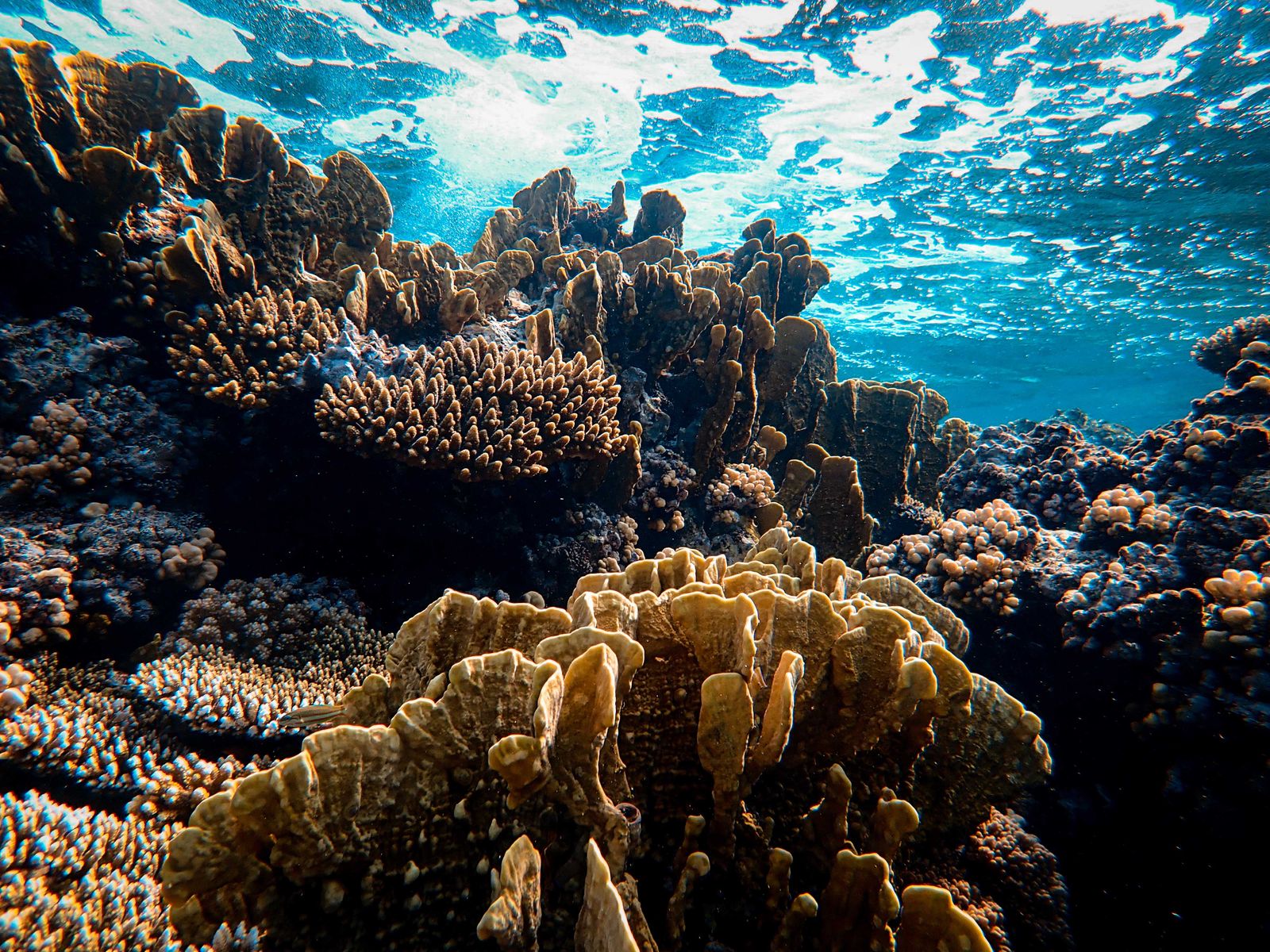 Title: "Consecutive Bleaching Incidents Endanger Great Barrier Reef's Rehabilitation Beyond Heat Impact"