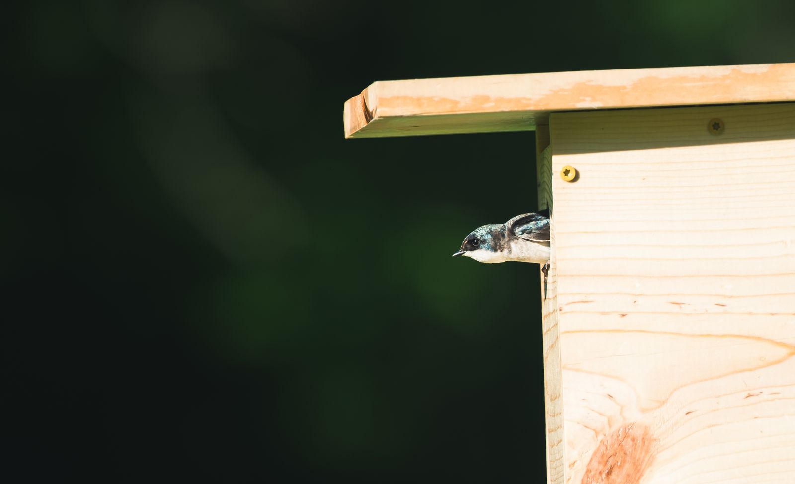 Tree Swallows at the Northern Range Boundary Experience Nest Failures Caused by Unstable Spring Temperatures Impacting Insect Accessibility for Chicks