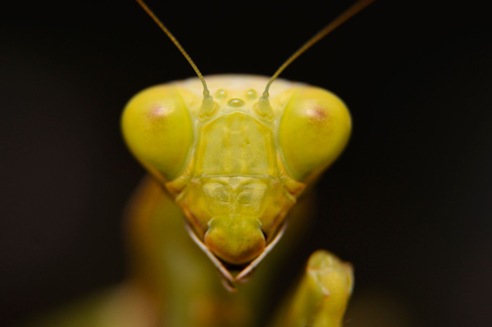 Two Asian Mantis Species Identified as Europe's Most Detrimental Invasive Because of Their Influence on Indigenous Males, Pollinators, and Climate Change Consequences