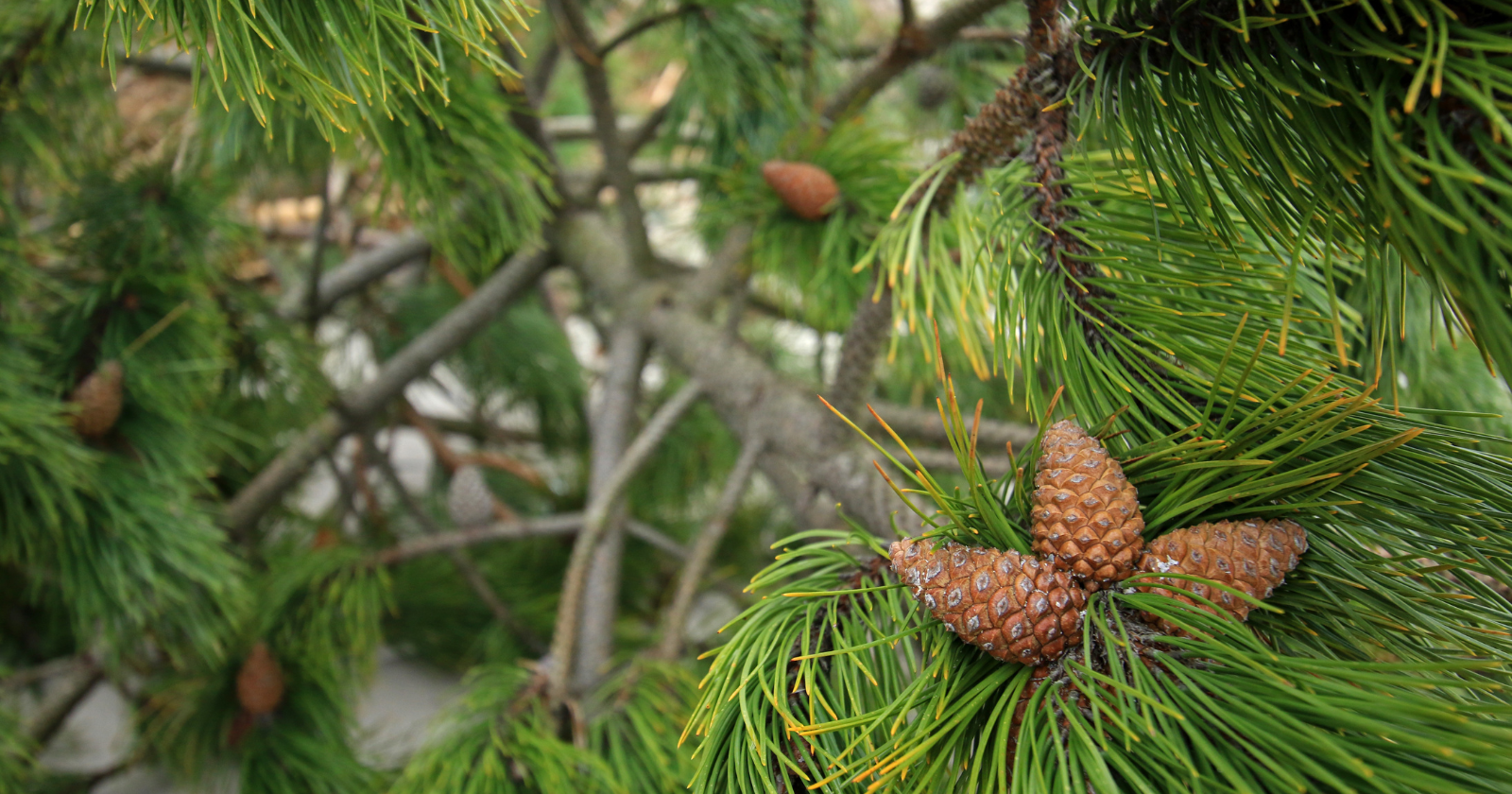 "Uncovering Living Wollemi Pines in a Concealed Canyon Discloses Enduring Relict Group from 90-Million-Year-Old Fossils Close to Sydney"