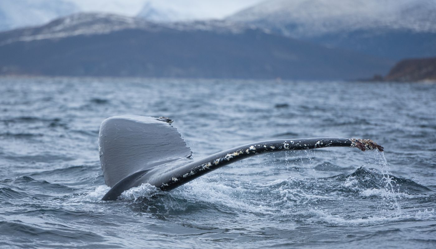 "Unusual DNA Repair Mechanisms in Bowhead Whales Associated with Longevity and Reduced Cancer Rates"
