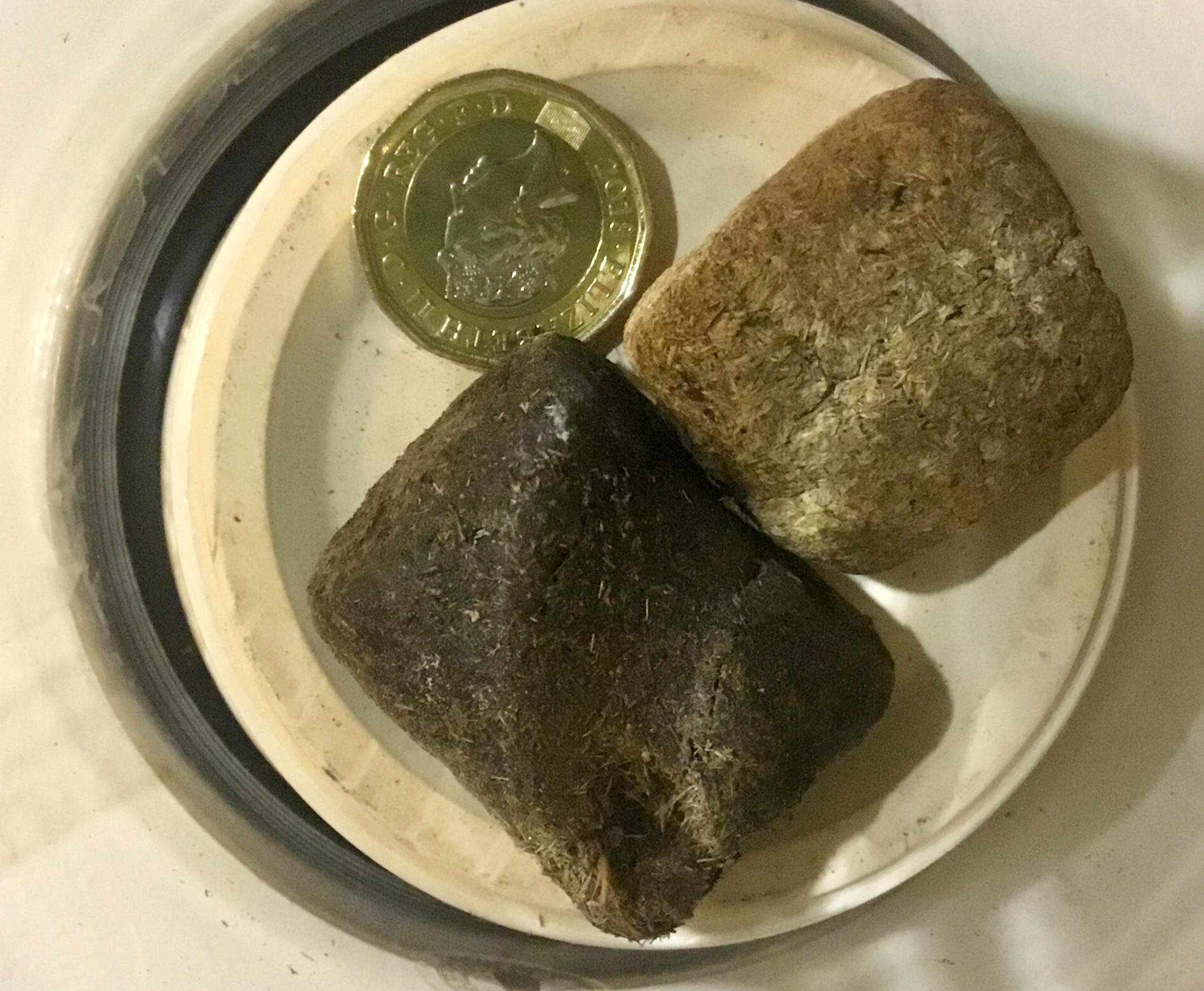 Wombats' Cube-Shaped Droppings: Created Within the Intestine by Shifting Tissue Areas