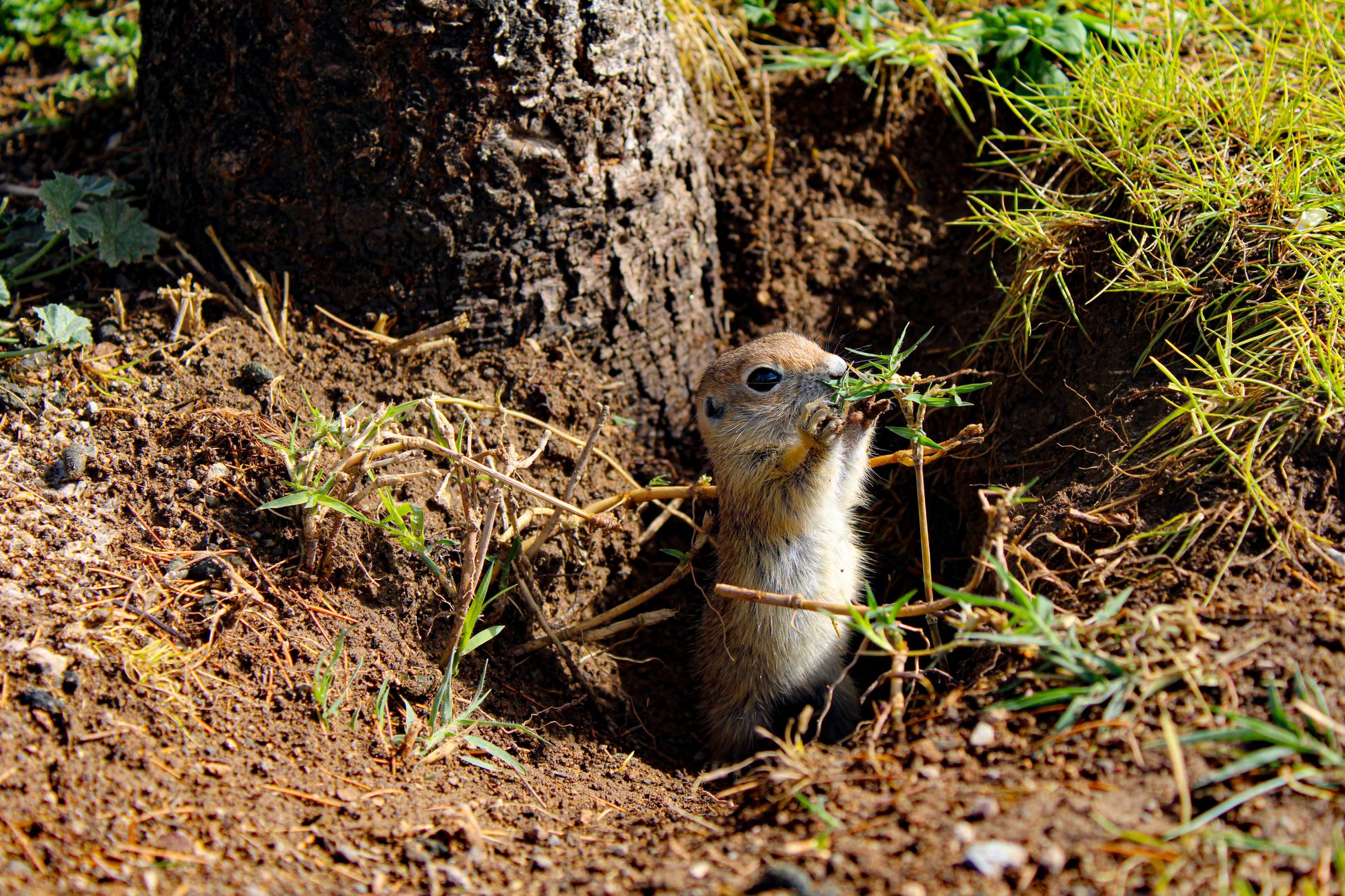 Wombats' Cubical Excrement: Distinctive Territory-Defining Adaptation Averts Rolling