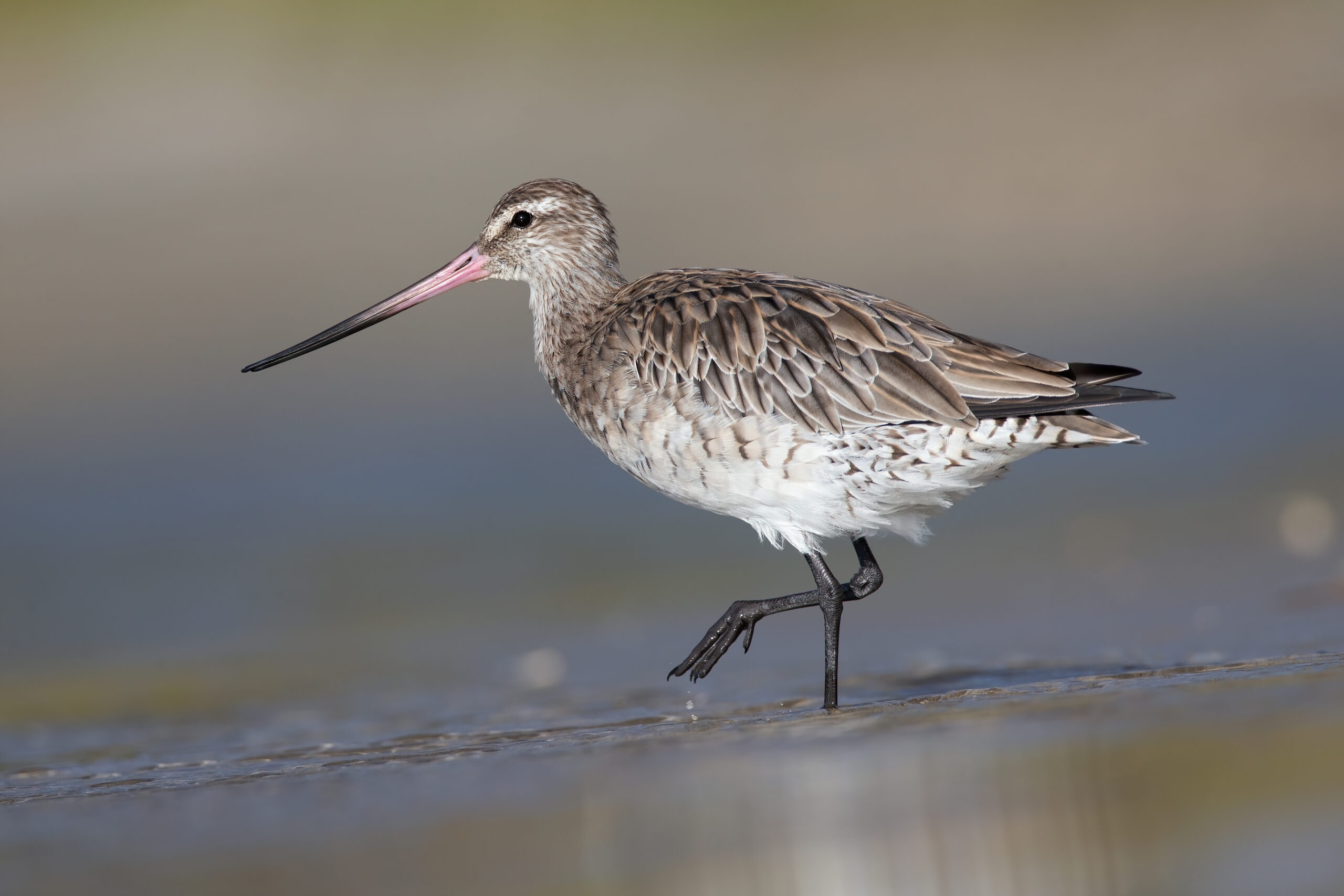 Young Bar-tailed Godwit Travels Over 13,000 Kilometers Nonstop from Alaska to Tasmania in 11 Days