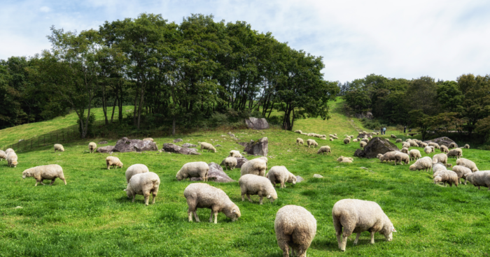Anglo-Saxon Roots of Animal Terminology and the Impact of Norman French on Culinary Names After 1066