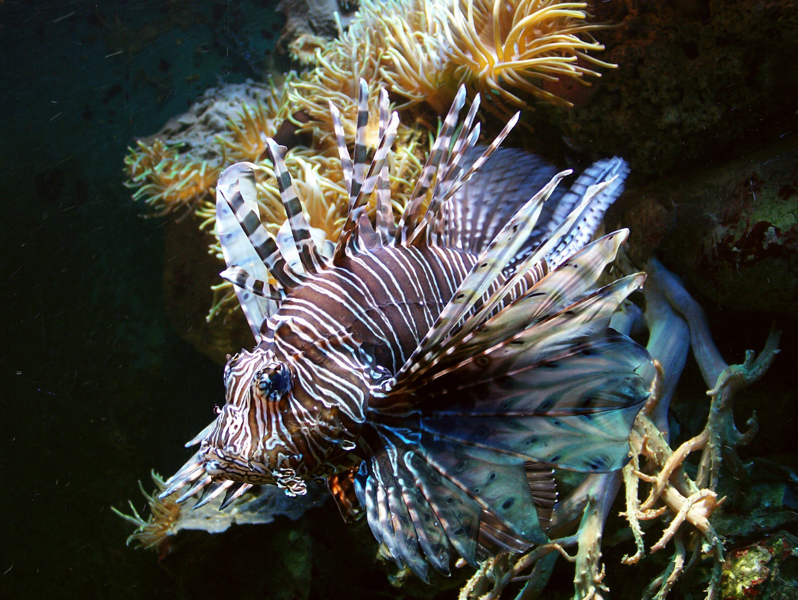 Aquarium Releases Probably Caused Lionfish Invasion Over 7.3 Million Square Kilometers of Atlantic and Caribbean, With Female Lionfish Generating Two Million Eggs Each Year and Being Free from Predators.