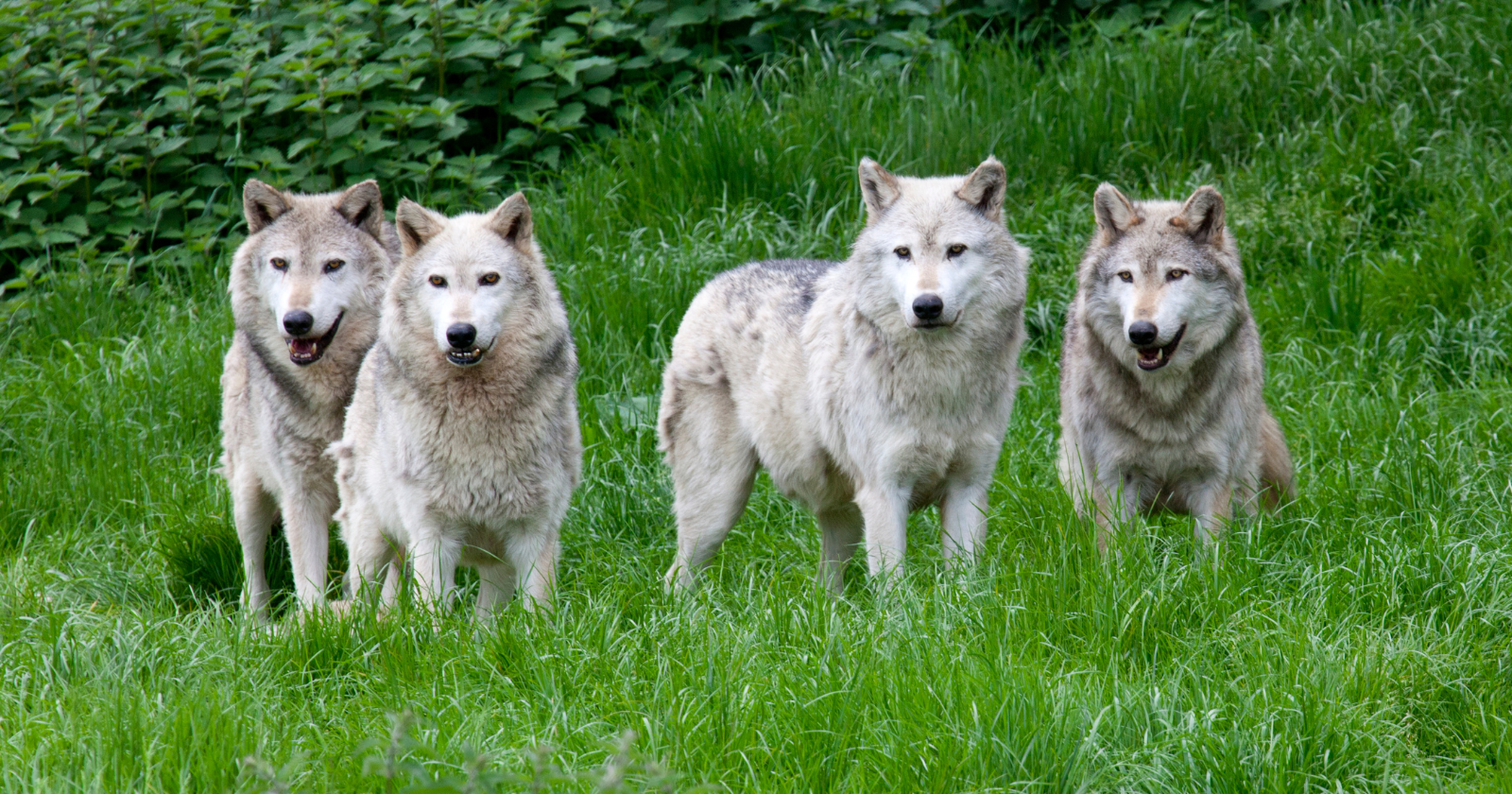 "Assessing the Effects of the 1995 Canadian Wolf Reintroduction in Yellowstone on Ecosystem Interactions: A Two-Decade Investigation"