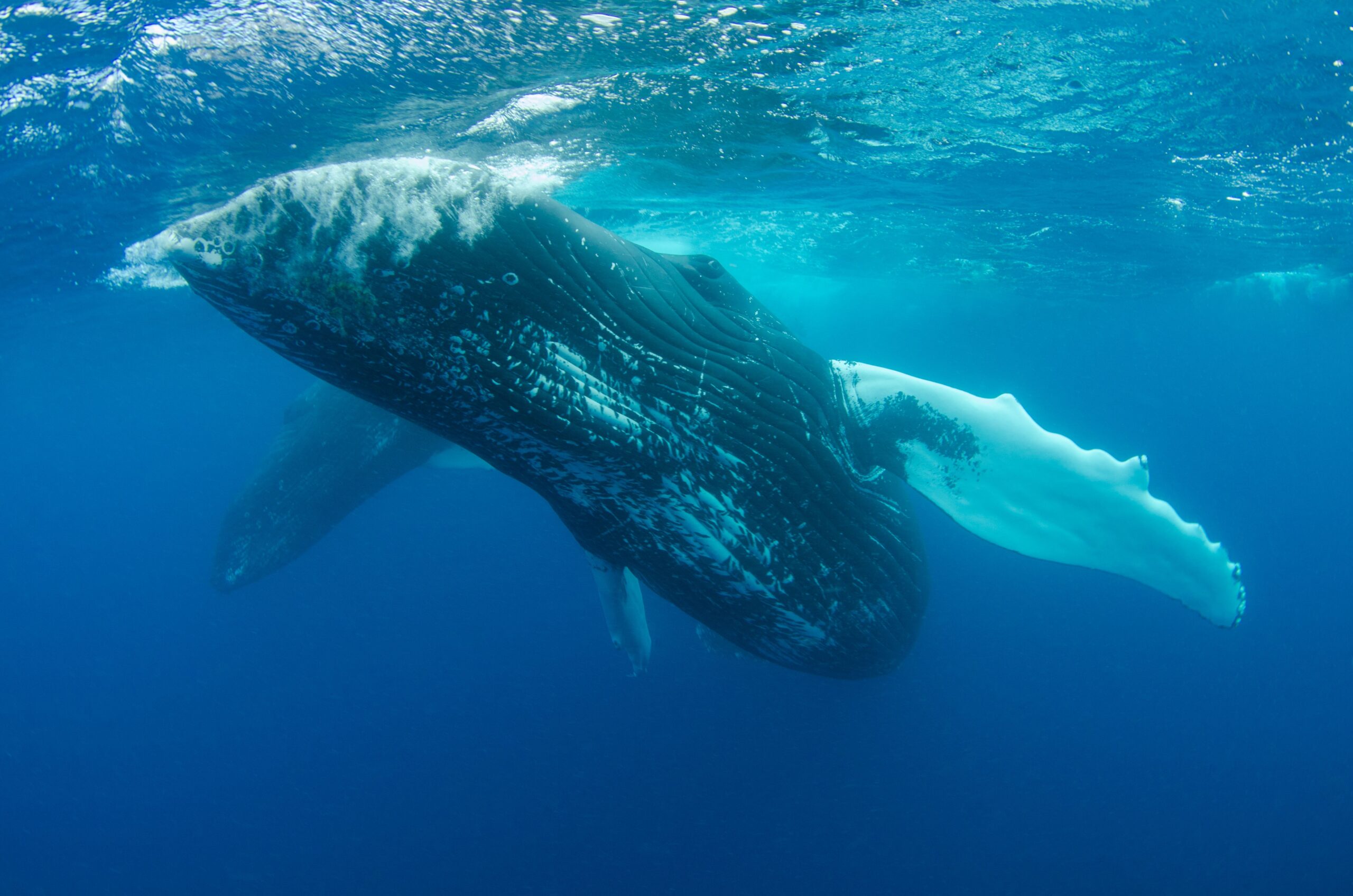 Blue Whale Vocalizations Journey 1,600 km via the Ocean's SOFAR Channel, an Ancient Natural Acoustic Passage Uncovered During WWII.