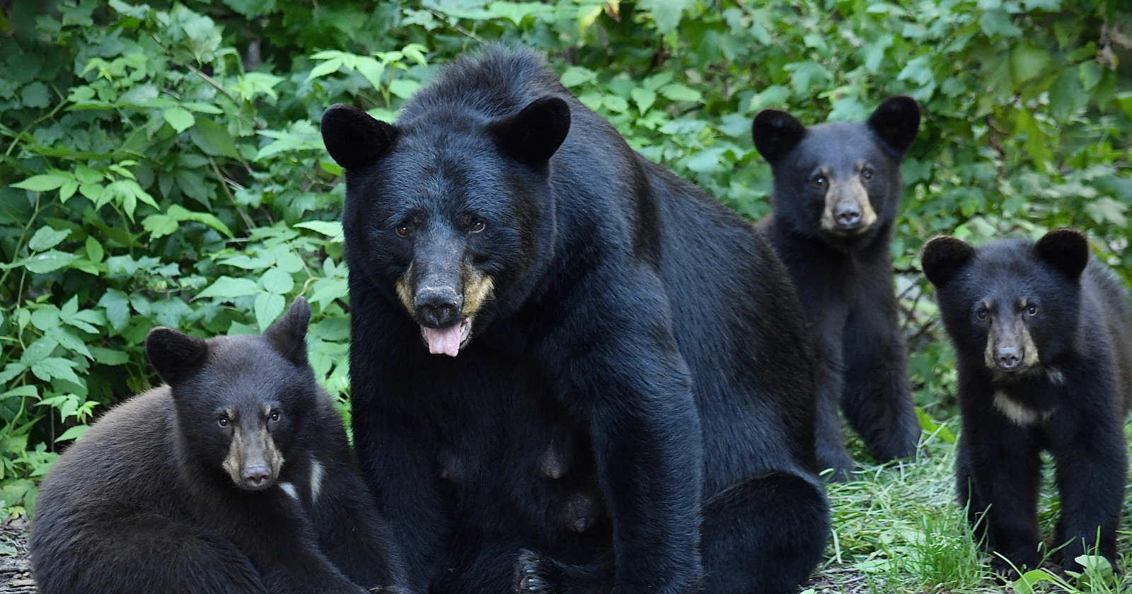 Brain Sensor Research Uncovers That Black Bears Hibernating Sleep Two Times More Than in the Summer, Even with Decreased Metabolism