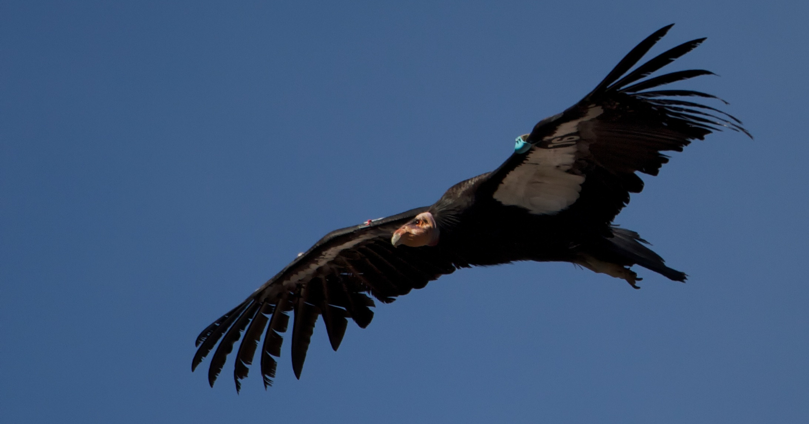 California Wind Farm Finances Oregon Zoo to Nurture 12 Condor Chicks Under Federal License Permitting Turbine-Related Condor Mortalities, Yet GPS Technology and Oversight Avert Any Deaths